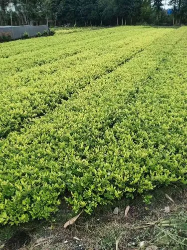 米乐：网球拍柄盖打开有声音